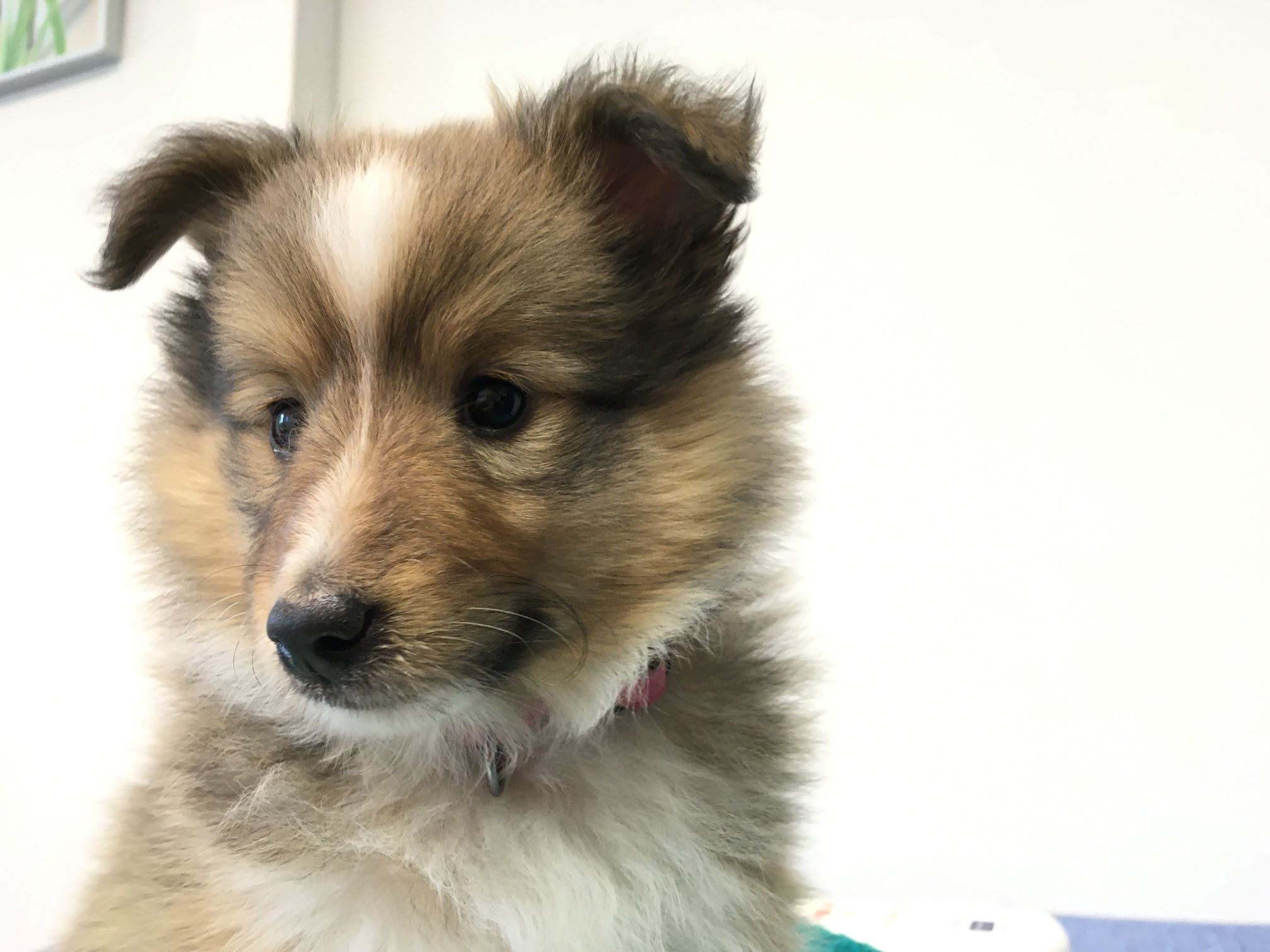 Advies aanschaf pup of kitten